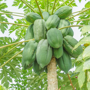 Fuel your health - Papaya Leaf Extract